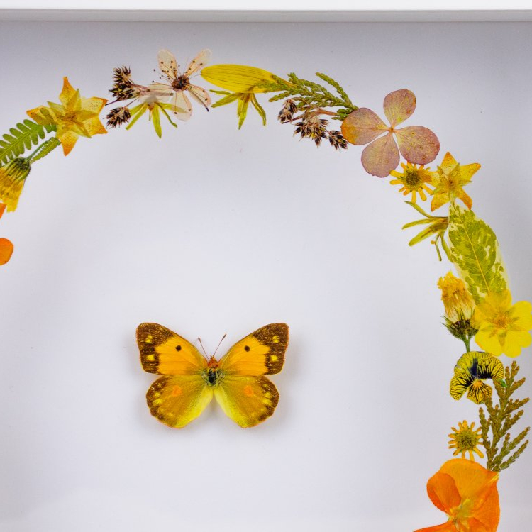 Motýlí obrázek č.2