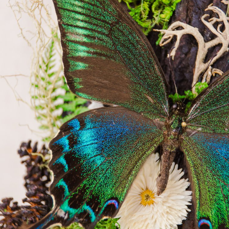 Motýlí terárium č.7 - velké