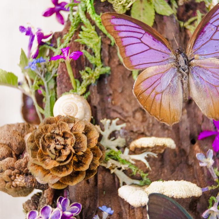 Motýlí terárium č.6 - střední