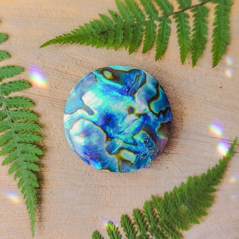 Abalone mušle