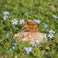 Adjustable Ring with Daisy