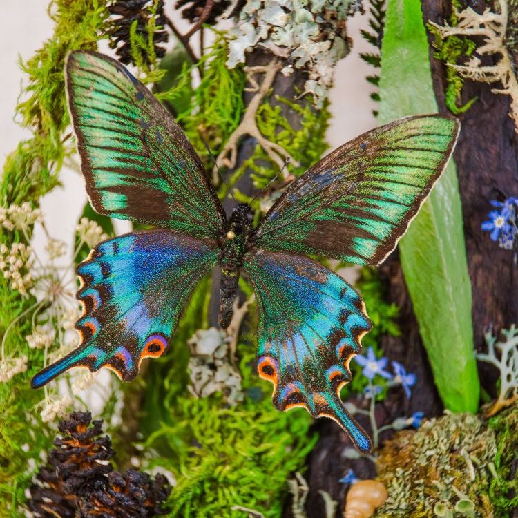 Motýlí terárium č.7 - velké