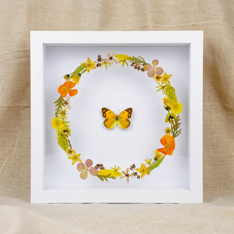 Motýlí obrázek č.2