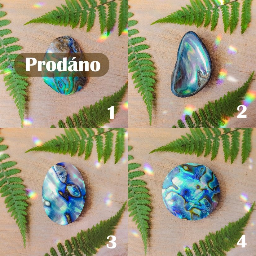 Abalone mušle - Kabošon: 2