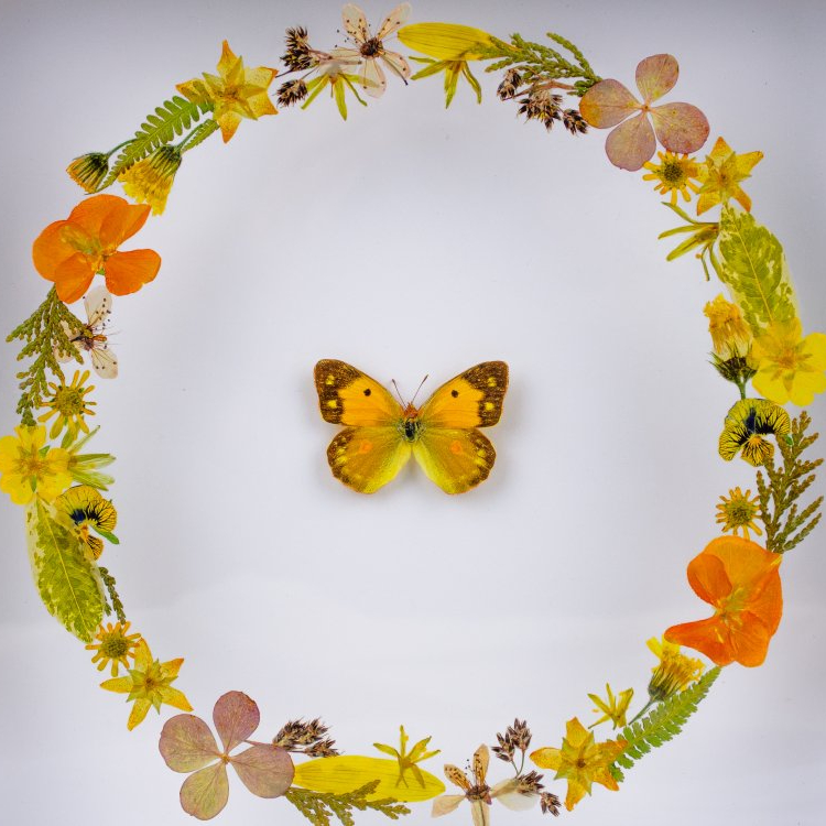 Motýlí obrázek č.2