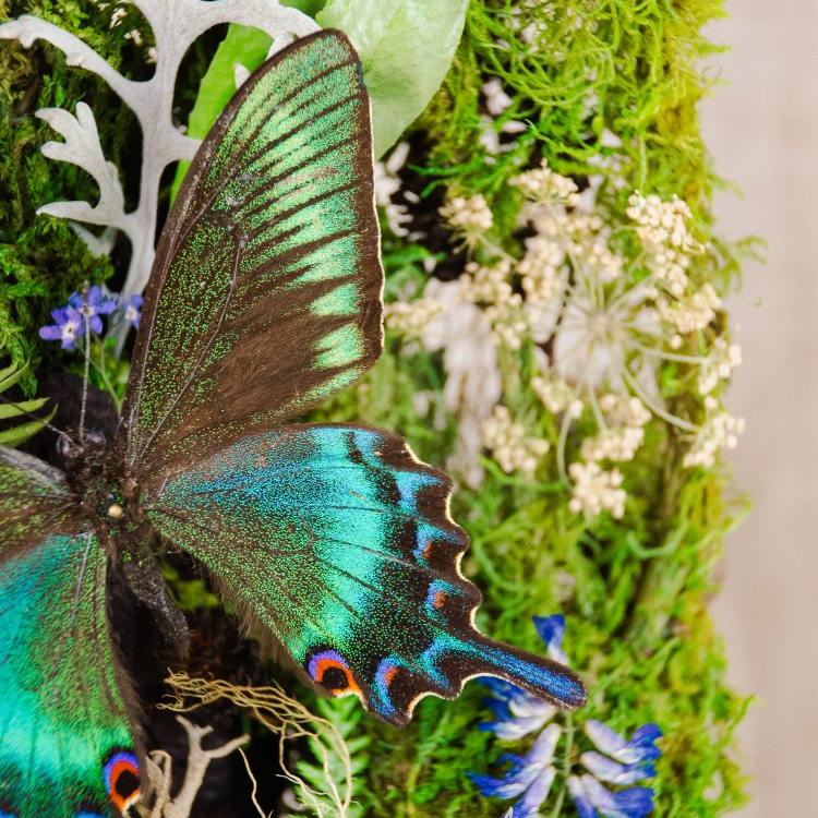 Motýlí terárium č.7 - velké