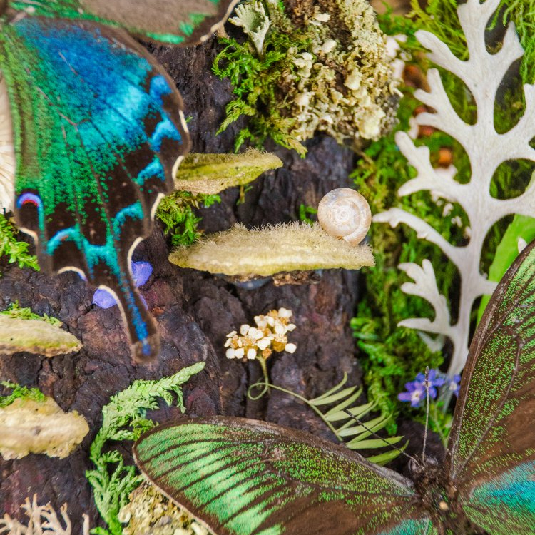 Motýlí terárium č.7 - velké