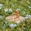 Adjustable Ring with Cow Parsley